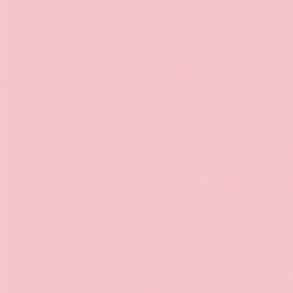 sunrise-carnation